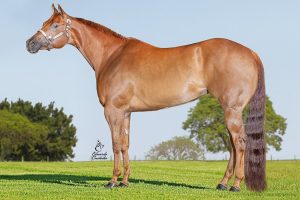 Leilão LUB Conformação teve 100% de liquidez