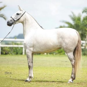 Esgrima do Agrotexas deixa legado como uma das melhores éguas do Mangalarga Marchador