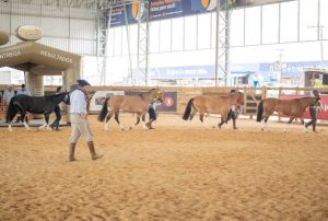 Mancha Crioula 2025 Adota Novo Formato com Remate Virtual e Parceria com NCCC 6ª Região