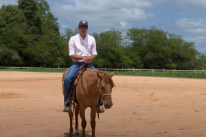 Aprenda como fazer o potro trotar pela primeira vez