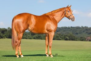 Haras Jaguaruana realiza leilão de elite com surpresas e grandes promessas do Quarto de Milha