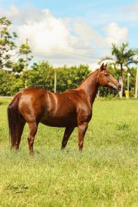 ABQM atualiza o Regulamento do Registro Genealógico do Stud Book