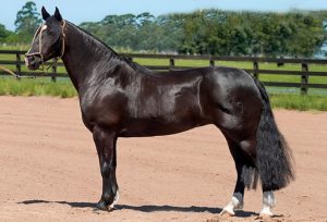 Remate da Santa Edwiges atinge médias de mais de R$ 39 mil em liquidação de plantel