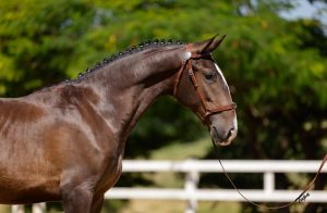 Leilão Seleção de Potros Rocas do Vouga oferece a melhor genética do Puro Sangue Lusitano