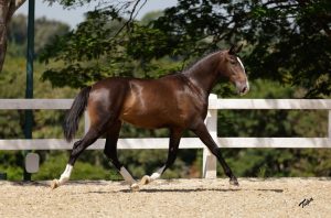 Coudelaria Rocas do Vouga alcança sucesso com leilão exclusivo de potros