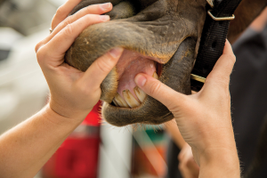 Faça esse checklist e mantenha a saúde do seu cavalo em dia