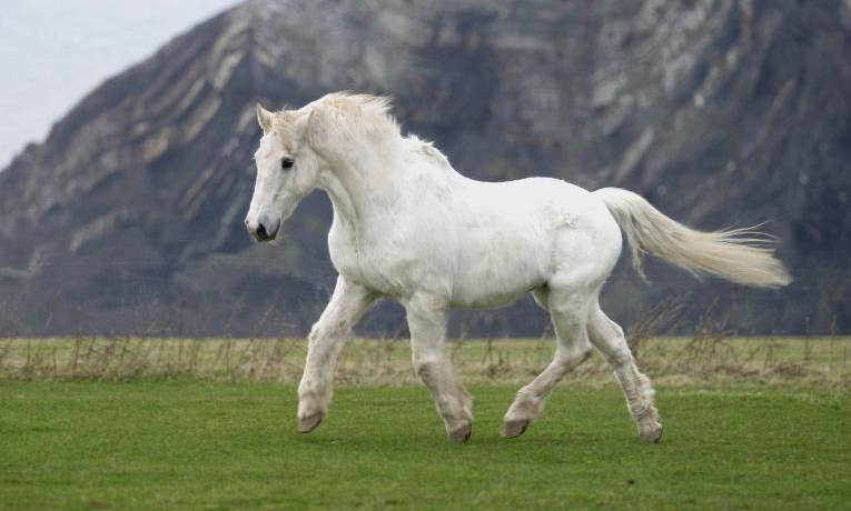 O que Old Billy, Sugar Puff e Badger tem em comum?