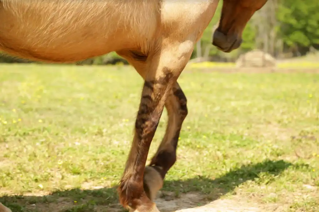 A chegada dos cavalos revolucionou a vida de muitos povos indígenas, alterando suas práticas sociais, econômicas e culturais