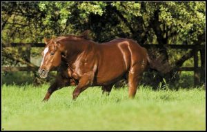 Adeus a uma lenda: Reydiculous deixa marca inesquecível na raça Quarto de Milha